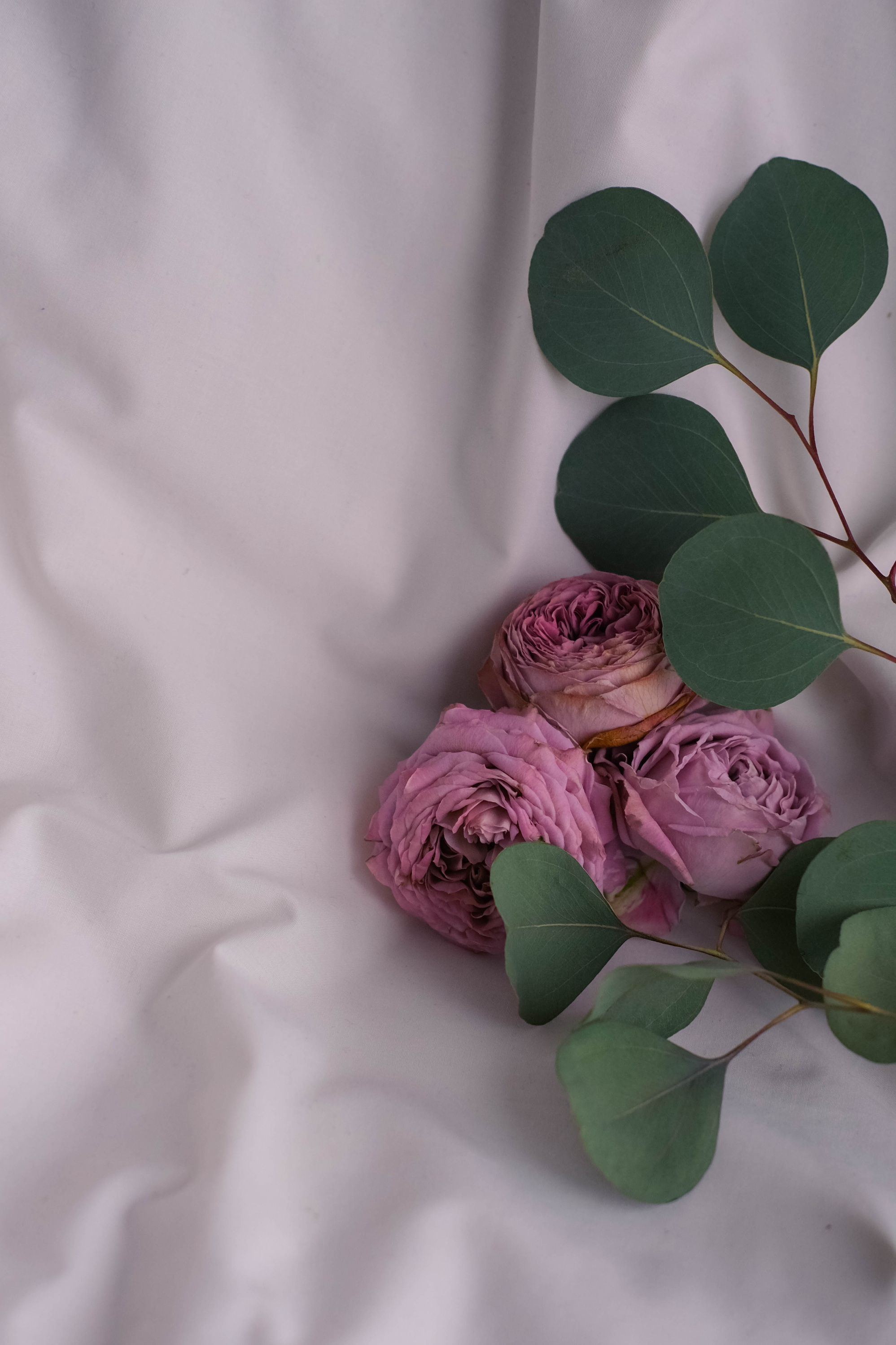 White Pink Minimalist Aesthetic Flowers